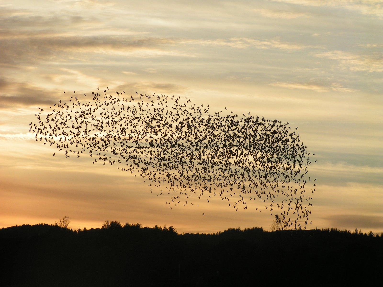 夕焼けの空に、何千羽もの鳥が黒い点の群れになって広がっている。下は黒い森のシルエット。デンマークで撮られた写真。